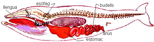 aparell digestiu d'un cetaci