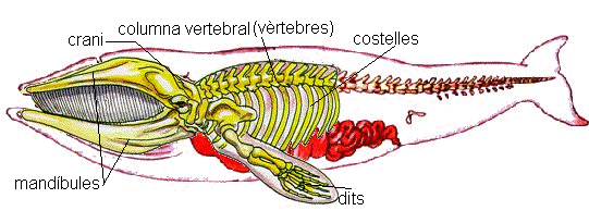 esquelet d'una balena