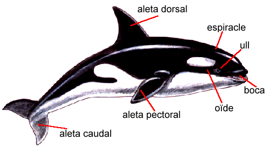 Orca