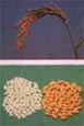 cereals