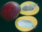 http://botanicavirtual.udl.es/fruit/ima/mangifera_indica_drupa_sm.jpg
