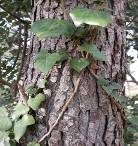 http://botanicavirtual.udl.es/tija/ima/hedera_helix_jac_sm.jpg
