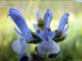 http://www.pasarlascanutas.com/fondos%20de%20pantalla/flor_salvia_verbenaca/fondos/flor_salvia_verbenaca_1024x768.JPG