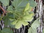 http://oncampus.richmond.edu/academics/biology/trees/images/Acer_platanoides_fruits.jpg