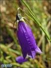 http://www.floresdealmeria.com/joyas/fotos/campanula-rotundifolia-willkommii04.jpg