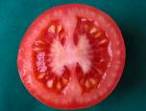 http://botanicavirtual.udl.es/fruit/ima/lycopersicum_esculentum_baia_jac.jpg