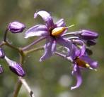 http://botanicavirtual.udl.es/flor/ima/solanum_dulcamara_jac_sm.jpg