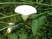 http://botanicavirtual.udl.es/flor/ima/calystegia_sepium_tr.jpg