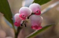 http://botanicavirtual.udl.es/flor/ima/arctostaphylos_uva-ursi_jac.jpg