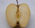 http://botanicavirtual.udl.es/fruit/ima/malus_domestica_pom_jac_sm.jpg