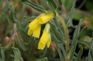Onosma rigida flower