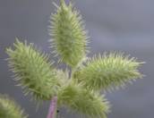 http://botanicavirtual.udl.es/fruit/ima/xanthium_zoocoria_jac_sm.jpg