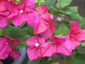 http://grand-gardens.com/gallery/d/457-1/Bouganvillea+flwr+CU.jpg