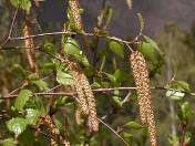 http://botanicavirtual.udl.es/fam/betulacies/ima/betula_pendula4_jac_sm.jpg