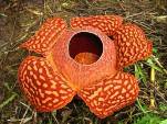 http://www.pia.gov.ph/press/image/070814-r10-rafflesia.jpg