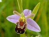 Ophrys apifera