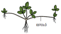 Estol de maduixera