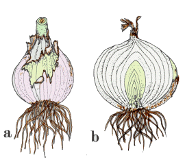 Bulb de Ceba