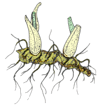 Rizoma d'Iris