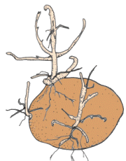 Tubercle de Patata