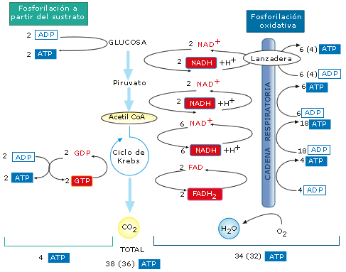 Ciclo de calvin proceso anabolico