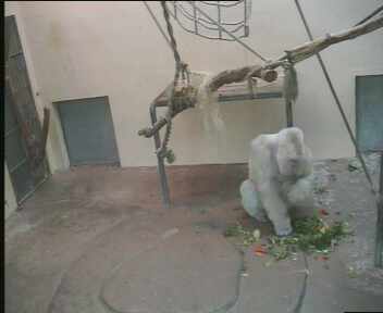 Floquet de Neu al Zoo de Bareclona