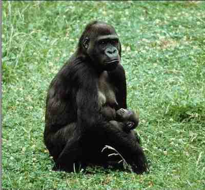 Goril·la famella amb cria a l'esquena