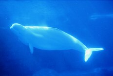 Beluga, balena blanca.