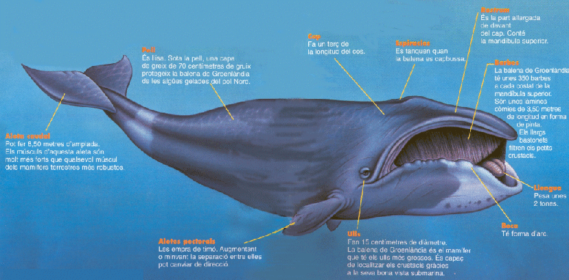 parts balena