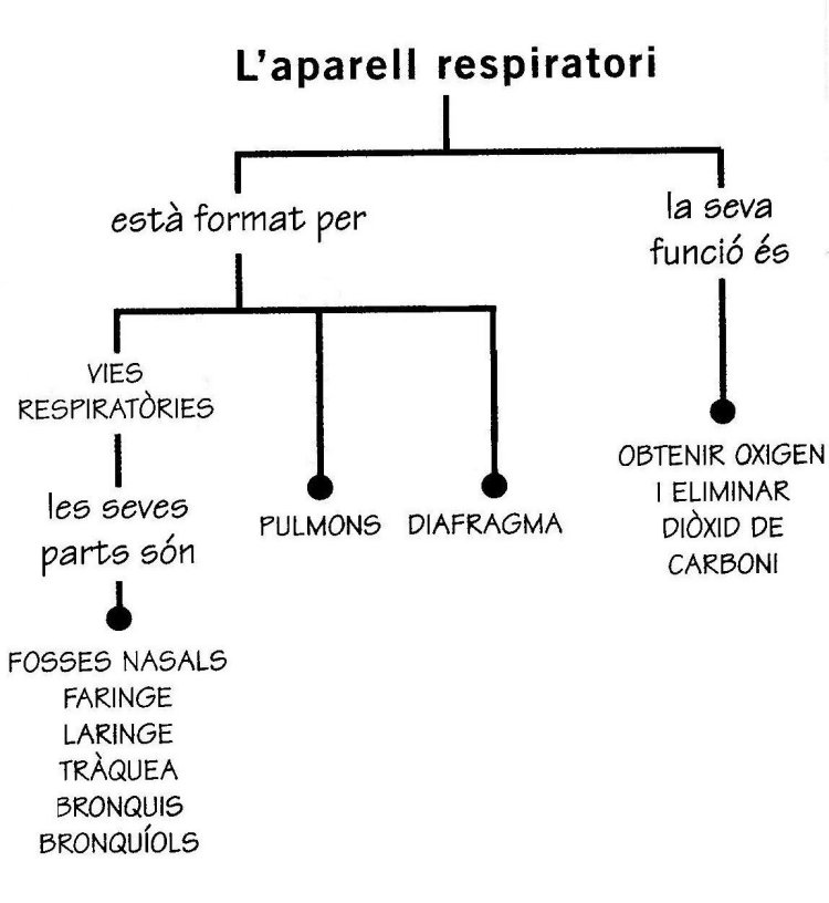 Resultat d'imatges de esquema aparell respiratori