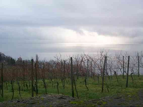 vineyards