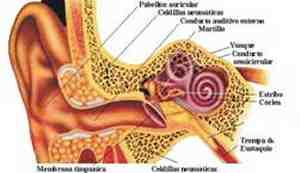 Dibuix  de l'anatomia externa i interna de l'oïda