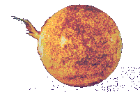 El Sol